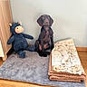 dog, brown_dog, stuffed_animal, blue_toy, blanket, stacked_blankets, rug, gray_rug, wooden_floor, indoor, pet, animal, wall, furniture, corner, flooring, domestic, cute, calm, sitting