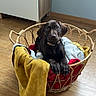 Berlin a rejoint le concours — aidez-le/la à gagner de superbes lots ! puppy, dog, basket, blanket, wooden_floor, indoor, pet, cute, brown_dog, canine, young_dog, curious, resting, cozy, home, furniture, cabinet, flooring, domestic_animal, animal