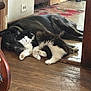 animal, black_and_white_cat, black_dog, cat, companion, cozy, cute, dog, floor, friendship, fur, home, indoor, pet, relaxing, resting, rug, sleeping, snuggling, wood_floor
