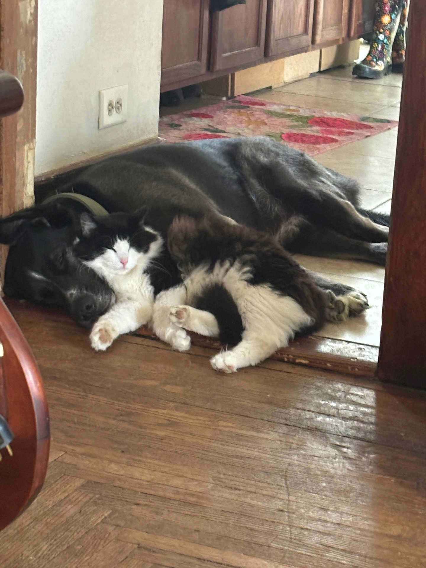 Midnight is registered to the contest to win money with this photo: dog, cat, animal, pet, indoor, floor, snuggling, resting, sleeping, black_dog, black_and_white_cat, fur, cozy, home, wood_floor, rug, companion, cute, relaxing, friendship