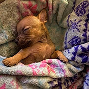 Chuy joined the competition — help win amazing prizes! dog, puppy, blanket, sleeping, cozy, cute, paw, fur, snuggle, rest, warm, soft, indoors, animal, pet, relax, small, brown, comfort, cute_animal