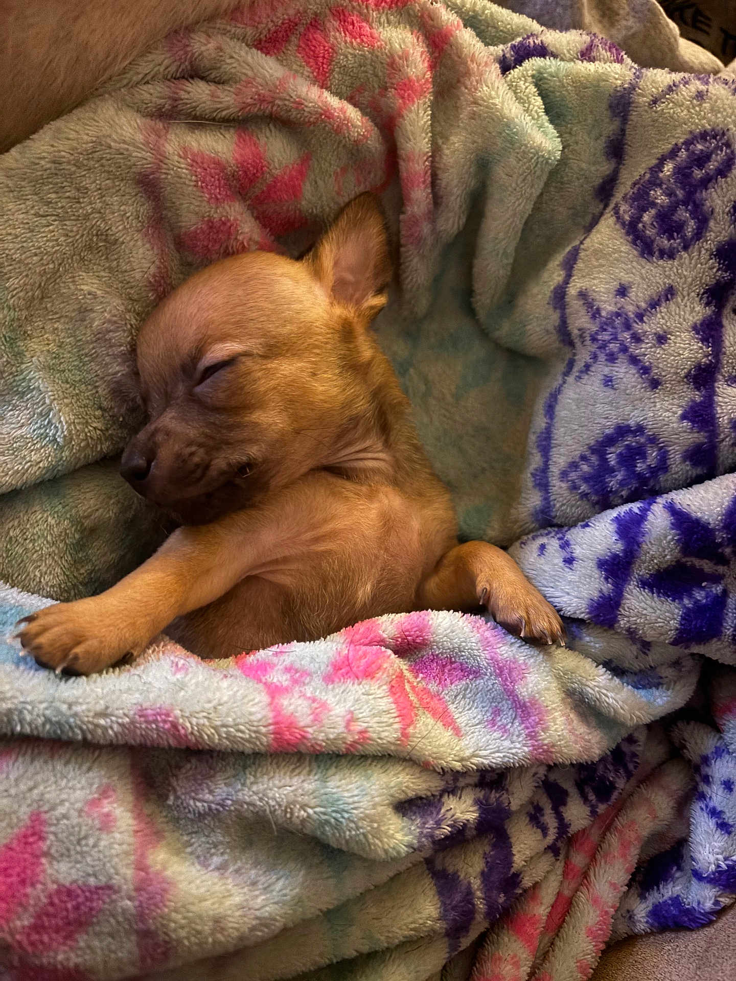 Chuy joined the competition — help win amazing prizes! dog, puppy, blanket, sleeping, cozy, cute, paw, fur, snuggle, rest, warm, soft, indoors, animal, pet, relax, small, brown, comfort, cute_animal