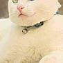 Tokyo participe au concours pour gagner de l'argent avec cette photo : cat, white_cat, heterochromia, blue_eye, green_eye, pet, feline, collar, bell, close_up, portrait, outdoor, paws, whiskers, ears, cute, resting, fur, dirt, ground