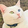 cat, white_cat, heterochromia, blue_eye, green_eye, collar, bell, whiskers, paw, ear, nose, fur, outdoor, soil, close_up, portrait, pet, relaxed, looking_up, cute
