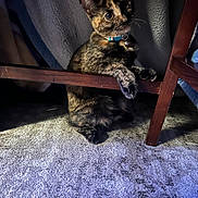 Kiki joined the competition — help win amazing prizes! cat, tortoiseshell, pet, animal, feline, indoor, carpet, curtains, wooden_chair, collar, bell, paws, curious, eyes, shadow, texture, fur, quiet, resting, home
