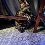 cat, tortoiseshell, pet, animal, feline, indoor, carpet, curtains, wooden_chair, collar, bell, paws, curious, eyes, shadow, texture, fur, quiet, resting, home