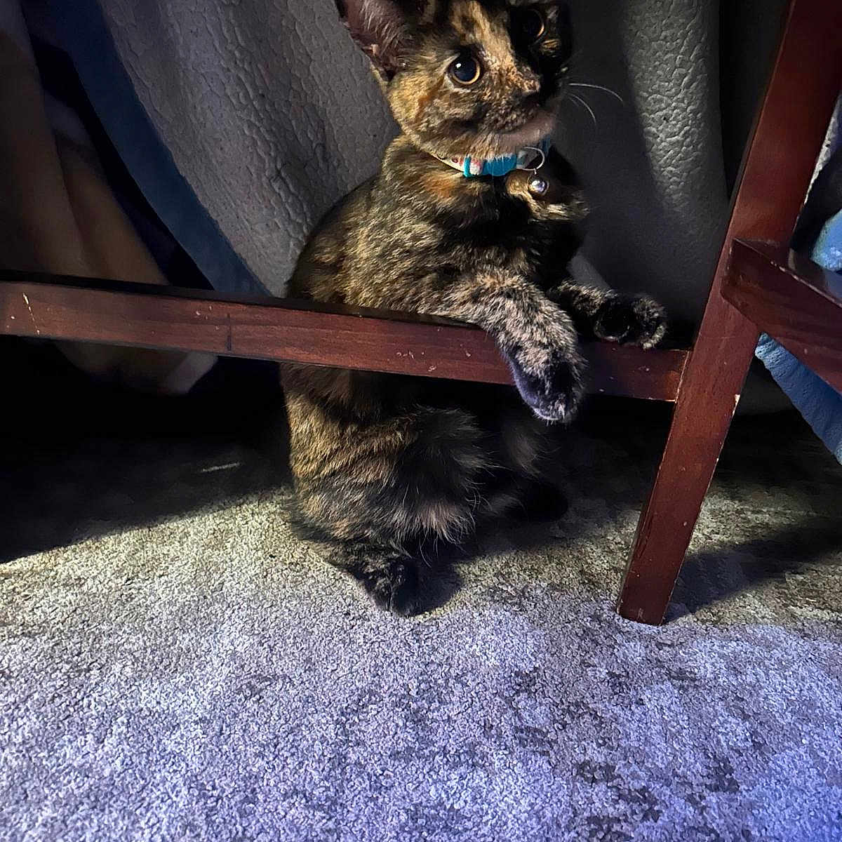 Kiki joined the competition — help win amazing prizes! animal, bell, carpet, cat, collar, curious, curtains, eyes, feline, fur, home, indoor, paws, pet, quiet, resting, shadow, texture, tortoiseshell, wooden_chair