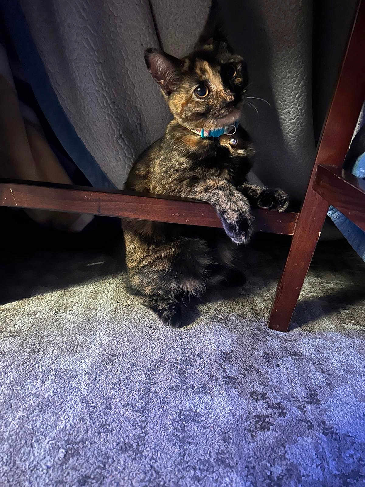Kiki joined the competition — help win amazing prizes! cat, tortoiseshell, pet, animal, feline, indoor, carpet, curtains, wooden_chair, collar, bell, paws, curious, eyes, shadow, texture, fur, quiet, resting, home