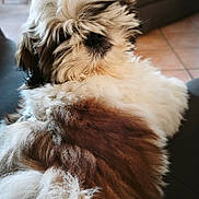 Bounty participe au concours pour gagner de l'argent avec cette photo : dog, fluffy, long_hair, brown, white, pet, indoor, couch, living_room, relaxed, furry, fur, animal, companion, domestic, cute, canine, portrait, home, seated
