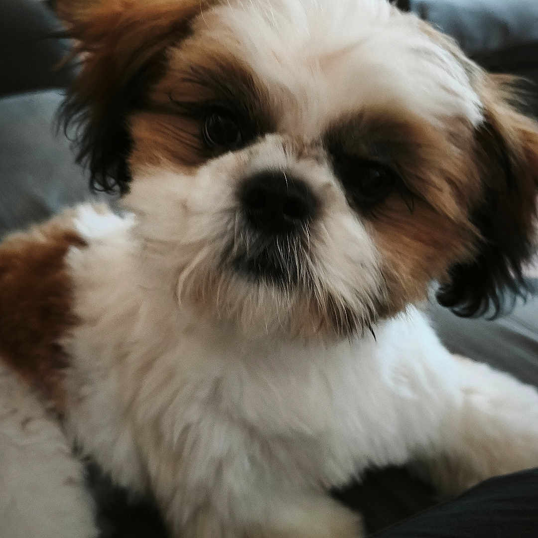 Bounty participe au concours pour gagner de l'argent avec cette photo : puppy, dog, fluffy, white_fur, brown_fur, pet, indoor, living_room, sofa, couch, cute, animal, face, fur, portrait, young_dog, companion, domestic_animal, relaxed, cozy