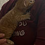 person, kitten, cat, glasses, holding, hugging, orange_tabby, pet, cute, indoor, closeup, affection, cuddle, shirt, hand, face, young, warm, love, animal