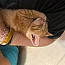 Chicken joined the competition — help win amazing prizes! kitten, orange_tabby, sleeping, arm, bracelet, tattoo, person, nap, furry, cute, pet, resting, closeup, indoor, human_arm, yellow_wristband, black_shirt, relaxing, soft_fur, domestic_cat