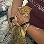 kitten, cat, tabby_cat, person, hand, arm, watch, ring, bracelet, bed, blanket, shirt, tattoo, home, indoor, pet, animal, cute, curious, interaction