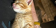 Chicken joined the competition — help win amazing prizes! kitten, cat, sleeping, orange_tabby, pet, animal, fur, whiskers, paw, cute, cozy, person, arm, resting, indoor, closeup, adorable, domestic_cat, relaxation, young_cat