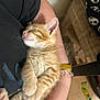 kitten, cat, sleeping, orange_tabby, pet, animal, fur, whiskers, paw, cute, cozy, person, arm, resting, indoor, closeup, adorable, domestic_cat, relaxation, young_cat