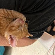 Chicken is registered to the contest to win money with this photo: kitten, orange_tabby, sleeping, cat, pet, cute, fur, whiskers, ear, closeup, human_arm, resting, domestic_animal, feline, adorable, cozy, nap, young_cat, soft, peaceful