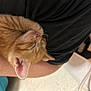 kitten, orange_tabby, sleeping, cat, pet, cute, fur, whiskers, ear, closeup, human_arm, resting, domestic_animal, feline, adorable, cozy, nap, young_cat, soft, peaceful