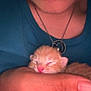 kitten, sleeping, hand, person, smile, necklace, close_up, orange_kitten, pet, cute, feline, young_animal, indoor, cozy, resting, human_hand, gentle, warmth, comfort, animal