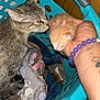 cat, kitten, hand, bracelet, laundry_basket, blanket, tabby_cat, orange_kitten, indoor, wood_panel_wall, curious, pet, animal, feline, soft_texture, close_up, mammal, domestic_animal, resting, sniffing