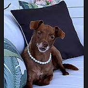 Leona joined the competition — help win amazing prizes! dog, brown_dog, pearl_necklace, couch, white_couch, pillows, leaf_pattern, dark_pillow, flowers, pink_flowers, indoor, pet, sitting, relaxed, portrait, animal, cute, decor, cozy, houseplant