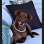 dog, brown_dog, pearl_necklace, couch, white_couch, pillows, leaf_pattern, dark_pillow, flowers, pink_flowers, indoor, pet, sitting, relaxed, portrait, animal, cute, decor, cozy, houseplant