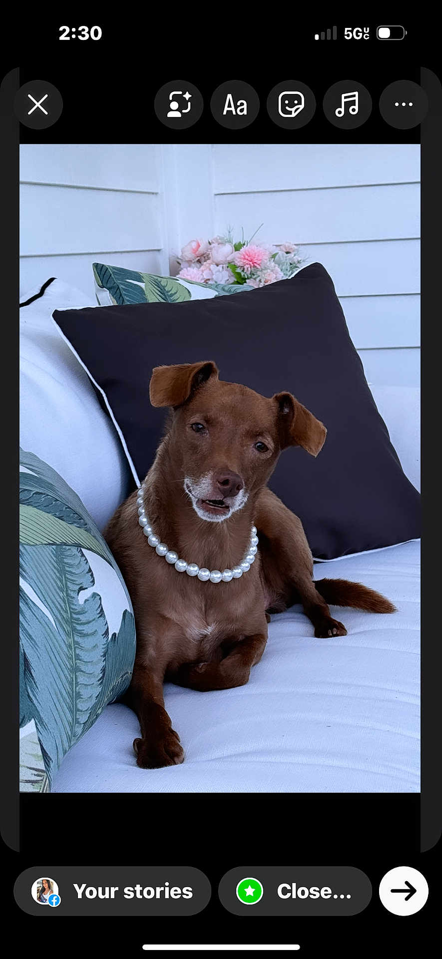 Leona joined the competition — help win amazing prizes! dog, brown_dog, pearl_necklace, couch, white_couch, pillows, leaf_pattern, dark_pillow, flowers, pink_flowers, indoor, pet, sitting, relaxed, portrait, animal, cute, decor, cozy, houseplant