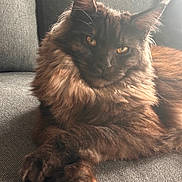 Abysse participe au concours pour gagner de l'argent avec cette photo : cat, fluffy, pet, animal, feline, couch, indoor, relaxed, golden_eyes, long_fur, portrait, domestic_cat, resting, cozy, closeup, soft_light, furniture, whiskers, ears, paw