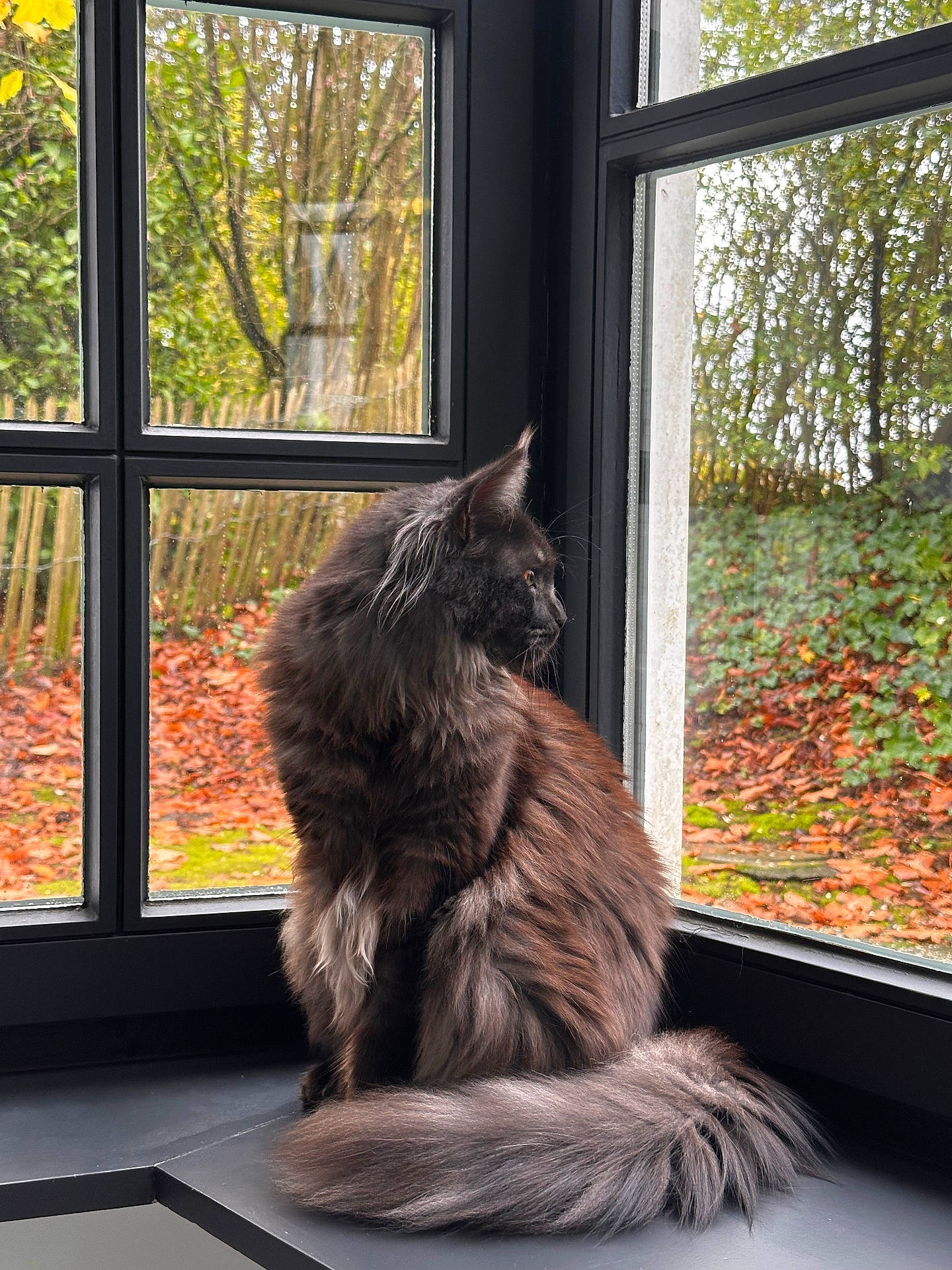 Abysse participe au concours pour gagner de l'argent avec cette photo : attentive, autumn_leaves, black_fur, cat, cozy, fluffy_tail, foliage, fur, indoor, longhaired_cat, looking_out, natural_light, pet, profile, reflective_glass, side_view, sitting, whiskers, window, windowsill