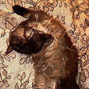 Abysse a rejoint le concours — aidez-le/la à gagner de superbes lots ! animal, brown_fur, cat, cozy, cute, domestic_cat, fluffy, fur, indoor, leaf_pattern, long_hair, lying_down, net_pattern, patterned_fabric, pet, relaxed, resting, sleepy, soft_texture, warm_light