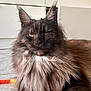 cat, maine_coon, feline, pet, long_hair, fluffy, mane, whiskers, yellow_eyes, ears, portrait, close_up, fur, domestic_cat, indoor, relaxed, lying_down, floor, cabinet, rope_toy