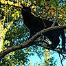black_cat, cat, tree_branch, tree, leaves, greenery, outdoor, nature, animal, pet, wildlife, sunlight, shadow, daylight, forest, sky, feline, curious, perched, branch