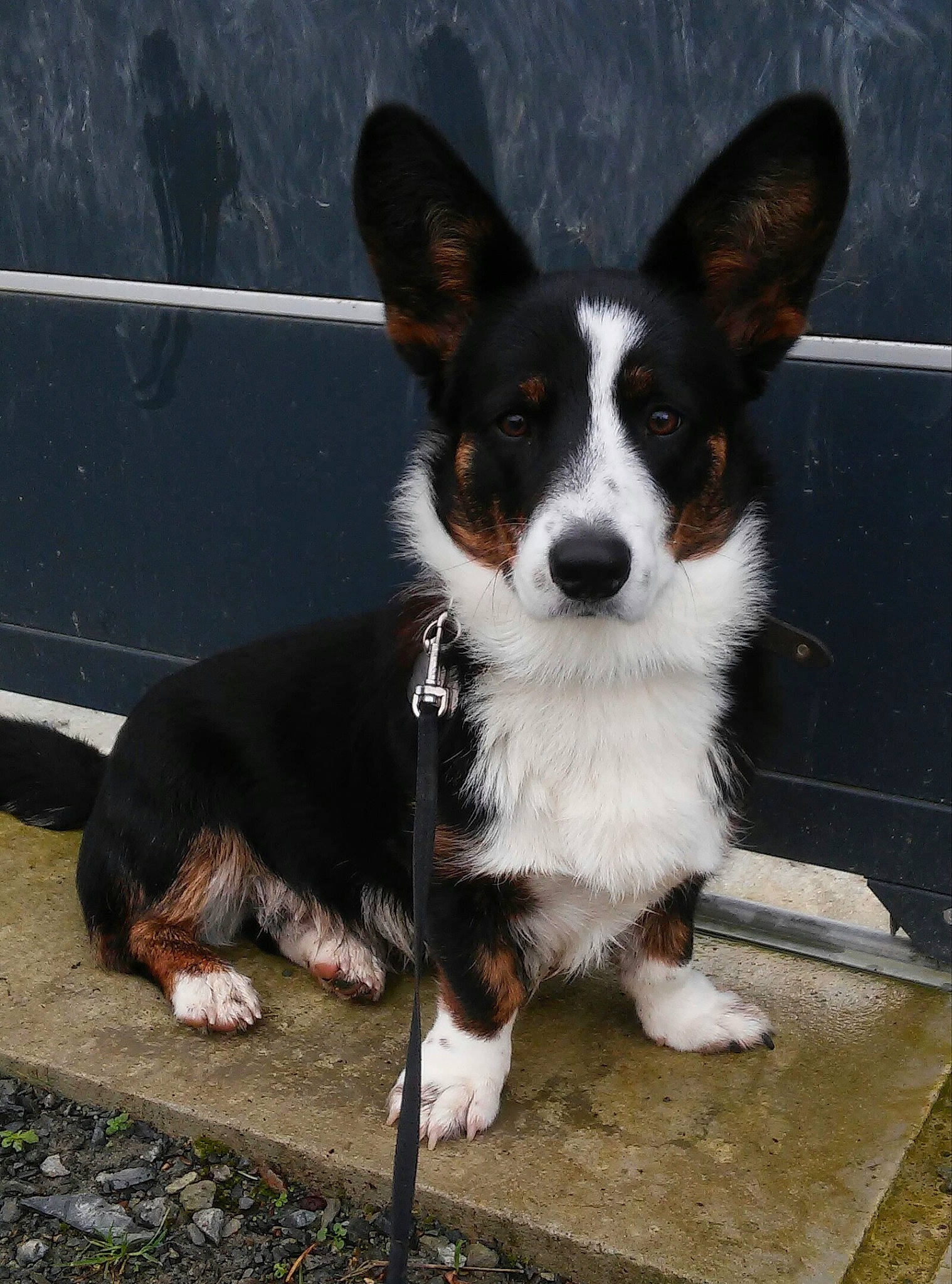 Tao participe au concours pour gagner de l'argent avec cette photo : canidae, carnivore, companion_dog, dog, dog_breed, herding_dog, snout, sporting_group, tail, terrestrial_animal, whiskers, working_animal, working_dog