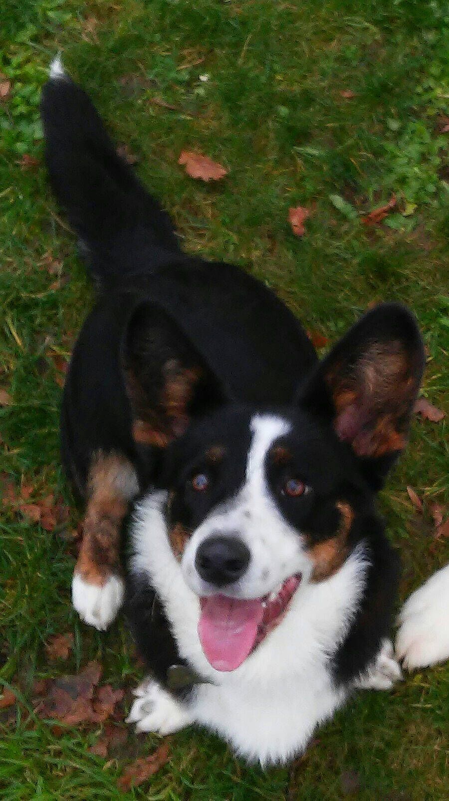 Tao a rejoint le concours — aidez-le/la à gagner de superbes lots ! art, canidae, carnivore, companion_dog, dog, dog_breed, grass, herding_dog, plant, snout, sporting_group, tail, terrestrial_animal, working_animal, working_dog