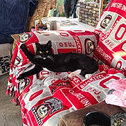 Jackson joined the competition — help win amazing prizes! cat, black_cat, white_paws, blanket, ohio_state_university, buckeyes, chair, indoor, relaxed, pet, animal, feline, fur, whiskers, yellow_eyes, home, decor, plant, cozy, lounge