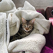 Samson is registered to the contest to win money with this photo: blanket, cat, chair_leg, comfort, cozy, ears, eyes, face, floor, fur, furniture, home, indoor, pet, purple_blanket, relaxed, resting, tabby_cat, whiskers, white_blanket