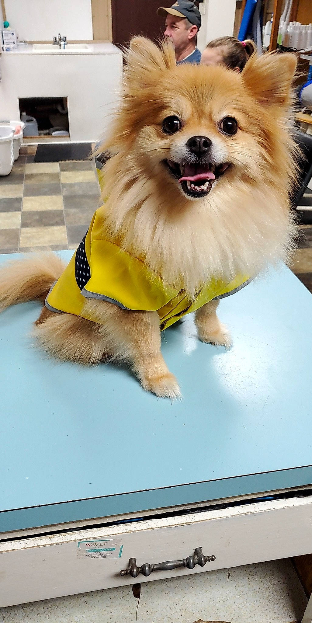 Jchema joined the competition — help win amazing prizes! ancient_dog_breeds, canidae, carnivore, companion_dog, dog, dog_breed, dog_clothes, fawn, german_spitz, german_spitz_klein, german_spitz_mittel, japanese_spitz, mammal, non_sporting_group, pomeranian, puppy, snout, spitz, toy_dog, volpino_italiano