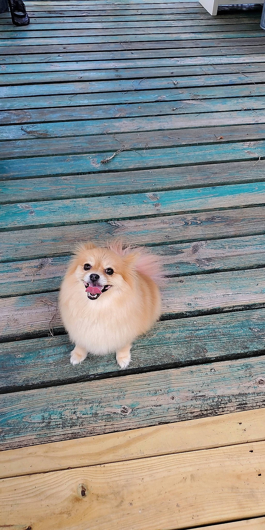 Jchema is registered to the contest to win money with this photo: canidae, carnivore, companion_dog, dog, dog_breed, fawn, german_spitz, german_spitz_klein, german_spitz_mittel, japanese_spitz, mammal, non_sporting_group, pomeranian, puppy, spitz, sporting_group, toy_dog, vertebrate, volpino_italiano