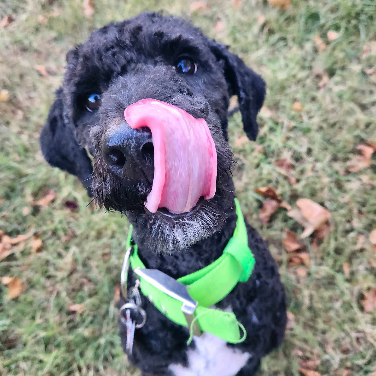 Luna Onyx is registered to the contest to win money with this photo: accessories, animal, ball, bodypart, canine, dog, grass, mouth, person, pet, plant, poodle, puppy, sport, strap, summer, tennis, tennisball, tongue, vegetation