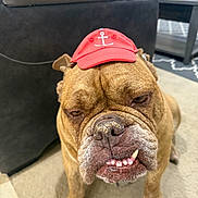 Smoosh is registered to the contest to win money with this photo: bulldog, dog, pet, animal, indoor, carpet, hat, red_hat, anchor_symbol, face, paw, closeup, brown_fur, wrinkled_face, teeth, expression, furniture, sofa, table, floor