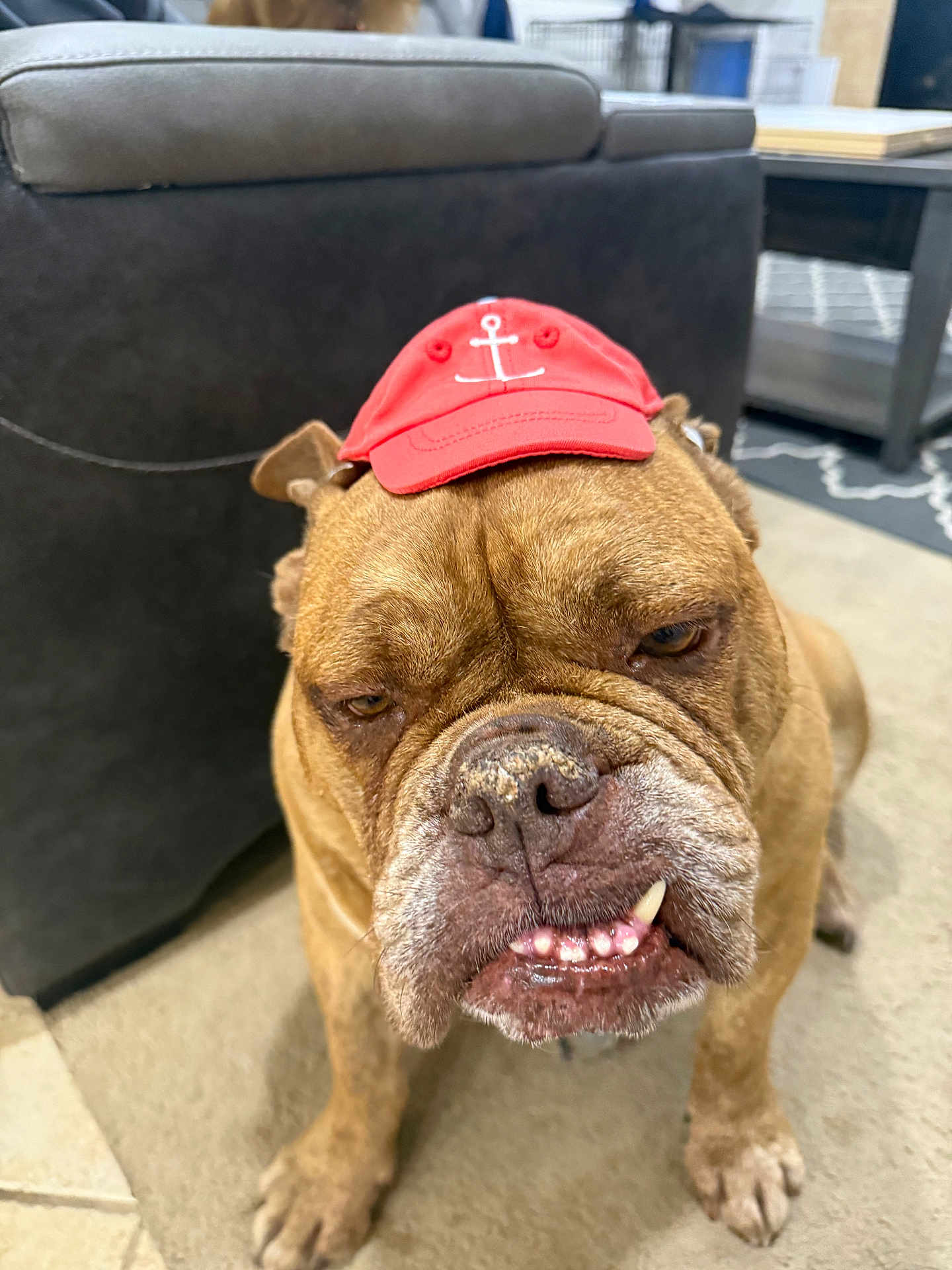 Smoosh is registered to the contest to win money with this photo: bulldog, dog, pet, animal, indoor, carpet, hat, red_hat, anchor_symbol, face, paw, closeup, brown_fur, wrinkled_face, teeth, expression, furniture, sofa, table, floor