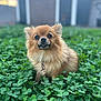 Smoosh joined the competition — help win amazing prizes! dog, pomeranian, pet, animal, outdoor, clover, greenery, fur, cute, small_dog, collar, nature, portrait, grass, plant, fluffy, garden, closeup, eyes, muzzle
