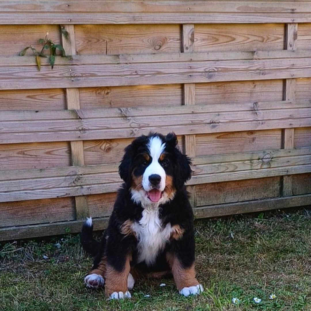 Aïka a rejoint le concours — aidez-le/la à gagner de superbes lots ! animal, bernese_mountain_dog, black_fur, brown_fur, canine, cute, dog, fur, garden, grass, happy, nature, outdoor, pet, puppy, sitting, tongue_out, white_fur, wooden_fence, young_dog
