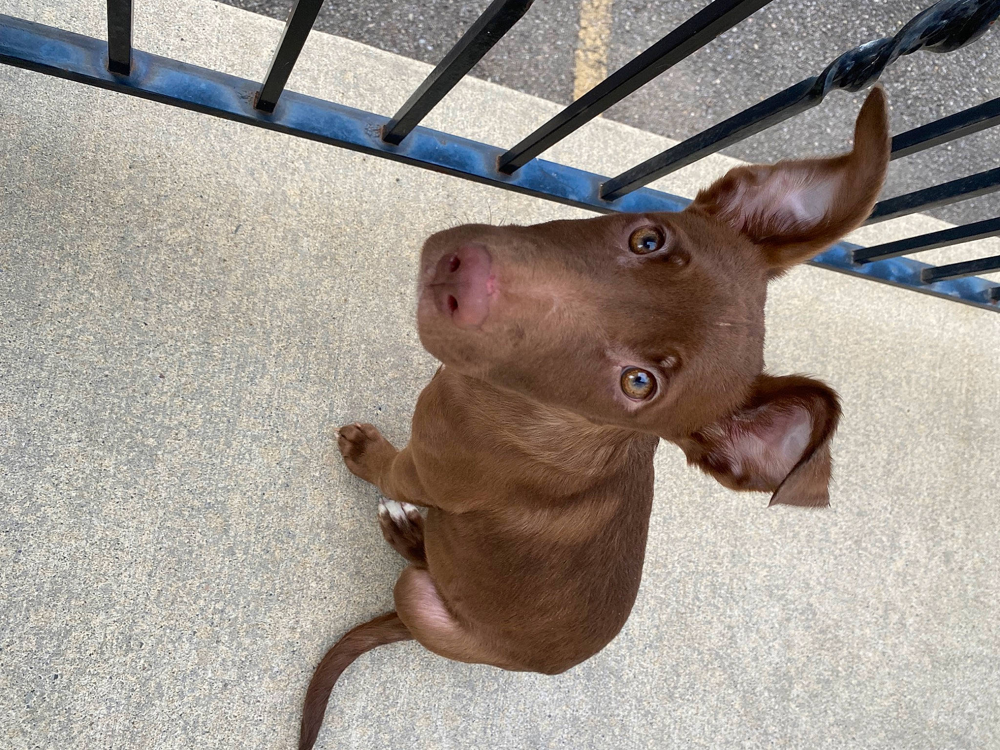 Jasmine is registered to the contest to win money with this photo: canidae, carnivore, collar, companion_dog, dog, dog_breed, dog_collar, ear, fawn, gesture, leash, liver, paw, pet_supply, snout, tail, toy, whiskers, wood, working_animal