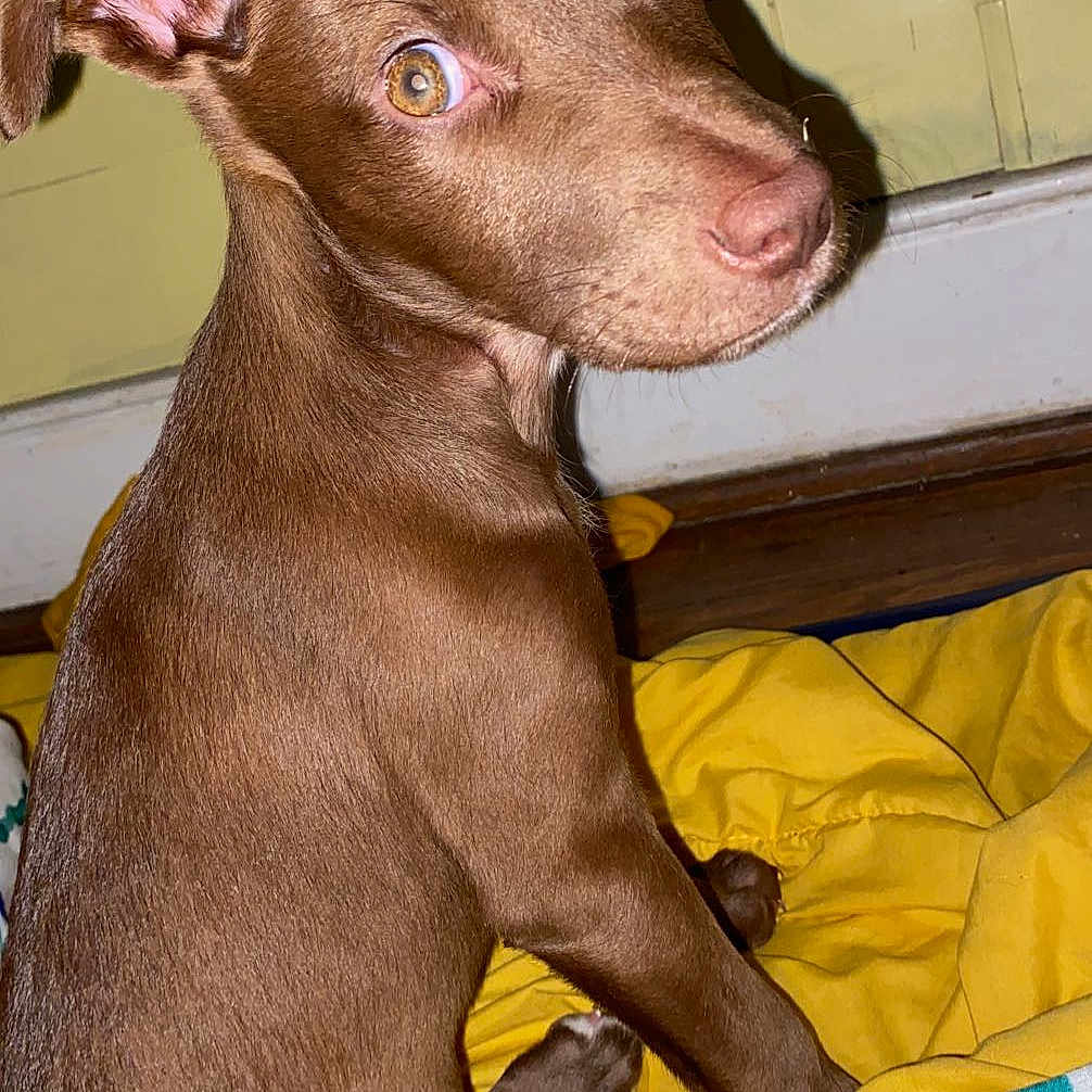 Jazzy joined the competition — help win amazing prizes! canidae, carnivore, collar, companion_dog, dog, dog_breed, ear, fawn, flesh, liver, non_sporting_group, pet_supply, plastic_bag, snout, sporting_group, terrestrial_animal, whiskers, working_animal