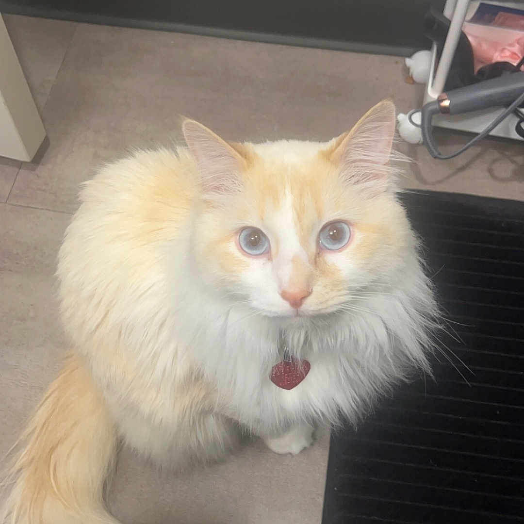 Topaz is registered to the contest to win money with this photo: abyssinian, accessories, angora, animal, cat, computer, desk, electronics, furniture, indoors, kitten, laptop, leash, manx, pc, pet, siamese, strap, table, wood