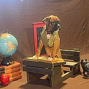 Finnegan joined the competition — help win amazing prizes! puppy, dog, desk, book, globe, apple, figurine, brown_background, indoors, vintage, stacked_books, wooden_furniture, curious, animal, pet, studying, playful, still_life, props, portrait