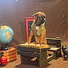 puppy, dog, desk, book, globe, apple, figurine, brown_background, indoors, vintage, stacked_books, wooden_furniture, curious, animal, pet, studying, playful, still_life, props, portrait