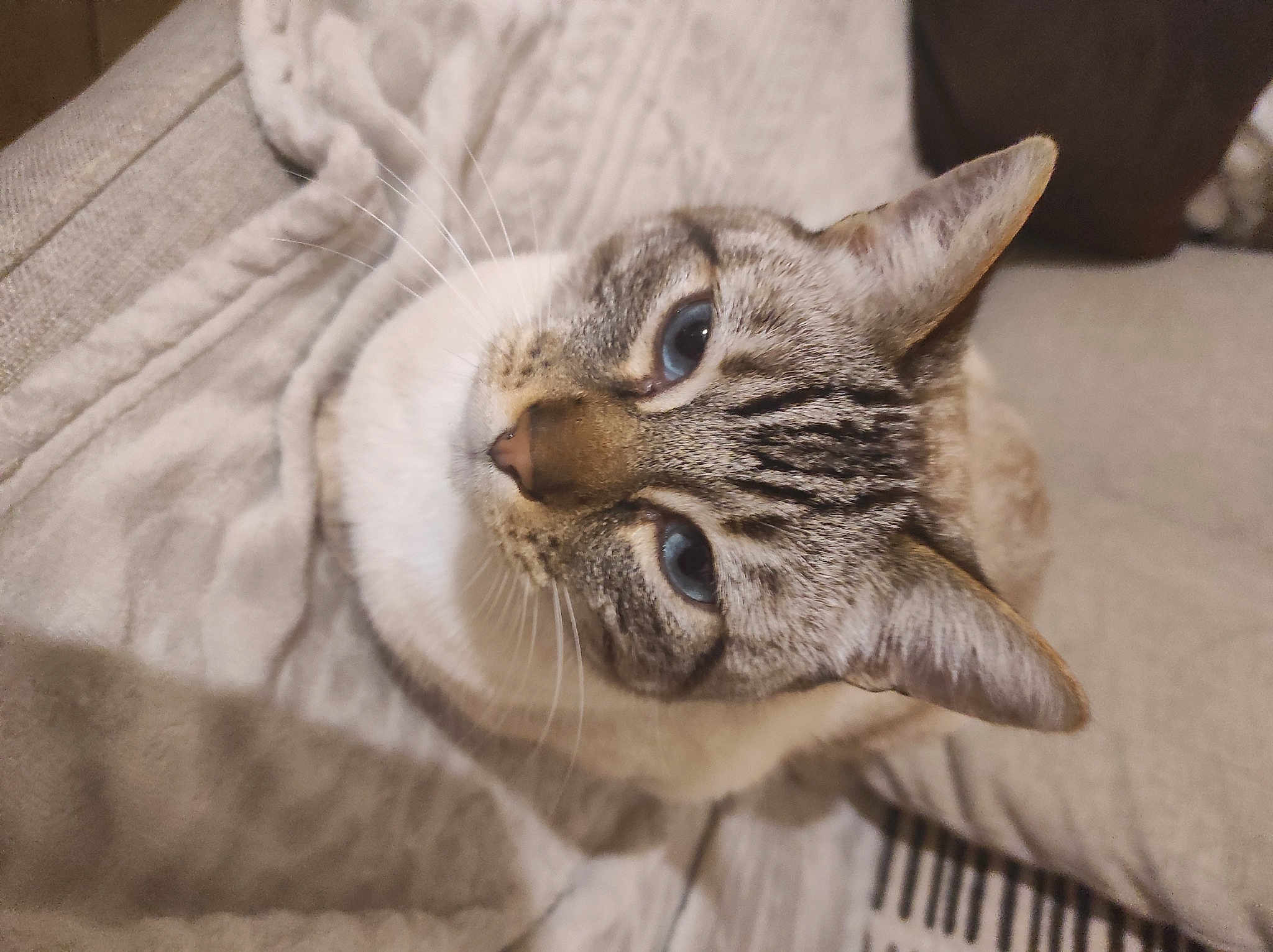 Pepino