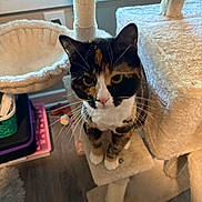 Katy is registered to the contest to win money with this photo: calico_cat, cat, cat_tree, curious, feline, floor, fur_pattern, home, indoor, looking_up, paws, perch, pet, plush, portrait, scratching_post, toy, whiskers, window, yellow_eyes