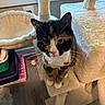 calico_cat, cat, cat_tree, curious, feline, floor, fur_pattern, home, indoor, looking_up, paws, perch, pet, plush, portrait, scratching_post, toy, whiskers, window, yellow_eyes